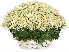 Цветочная композиция из Ромашки в корзине #REPLACE_PRED# Головино